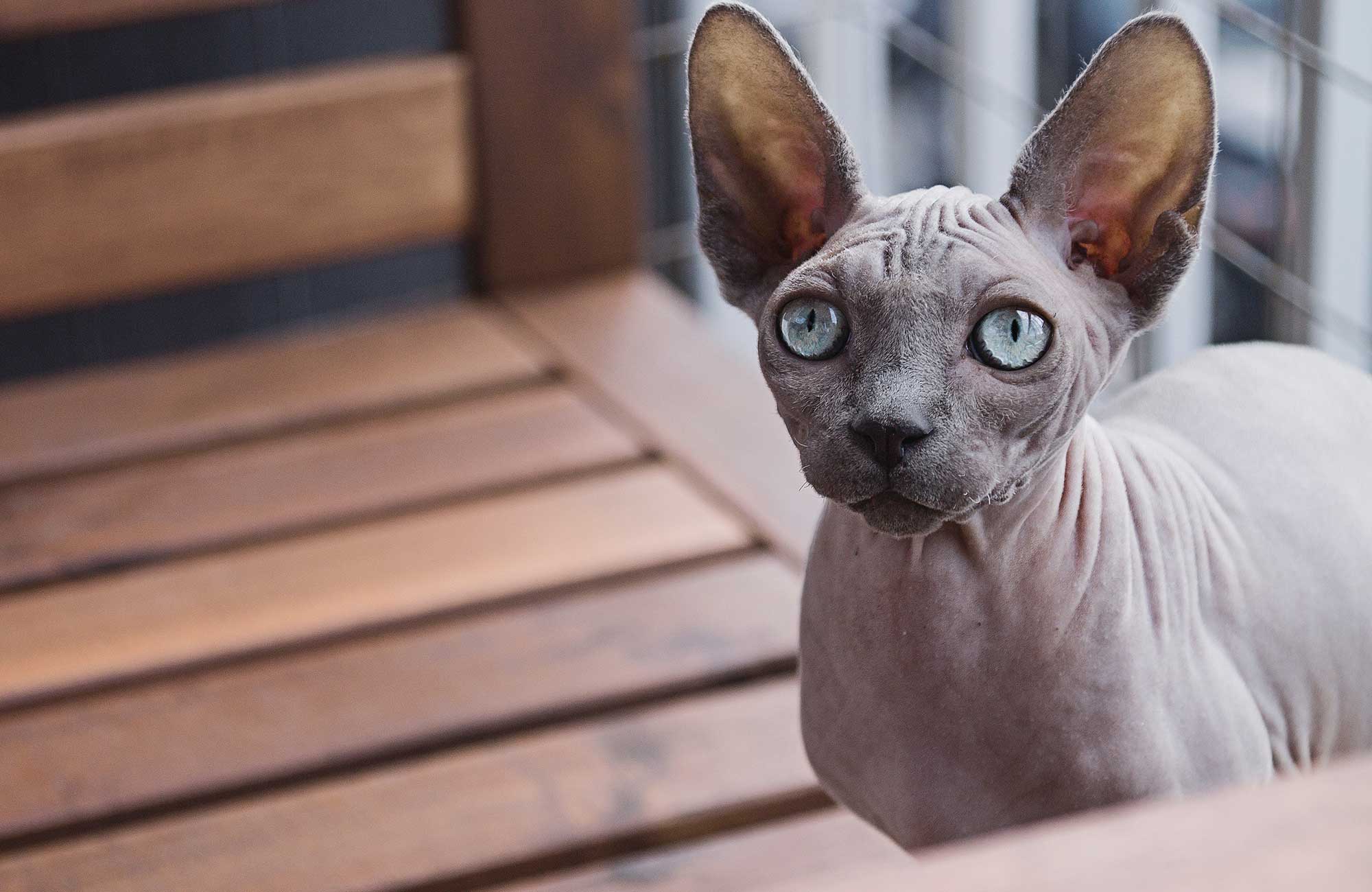 Sphynx